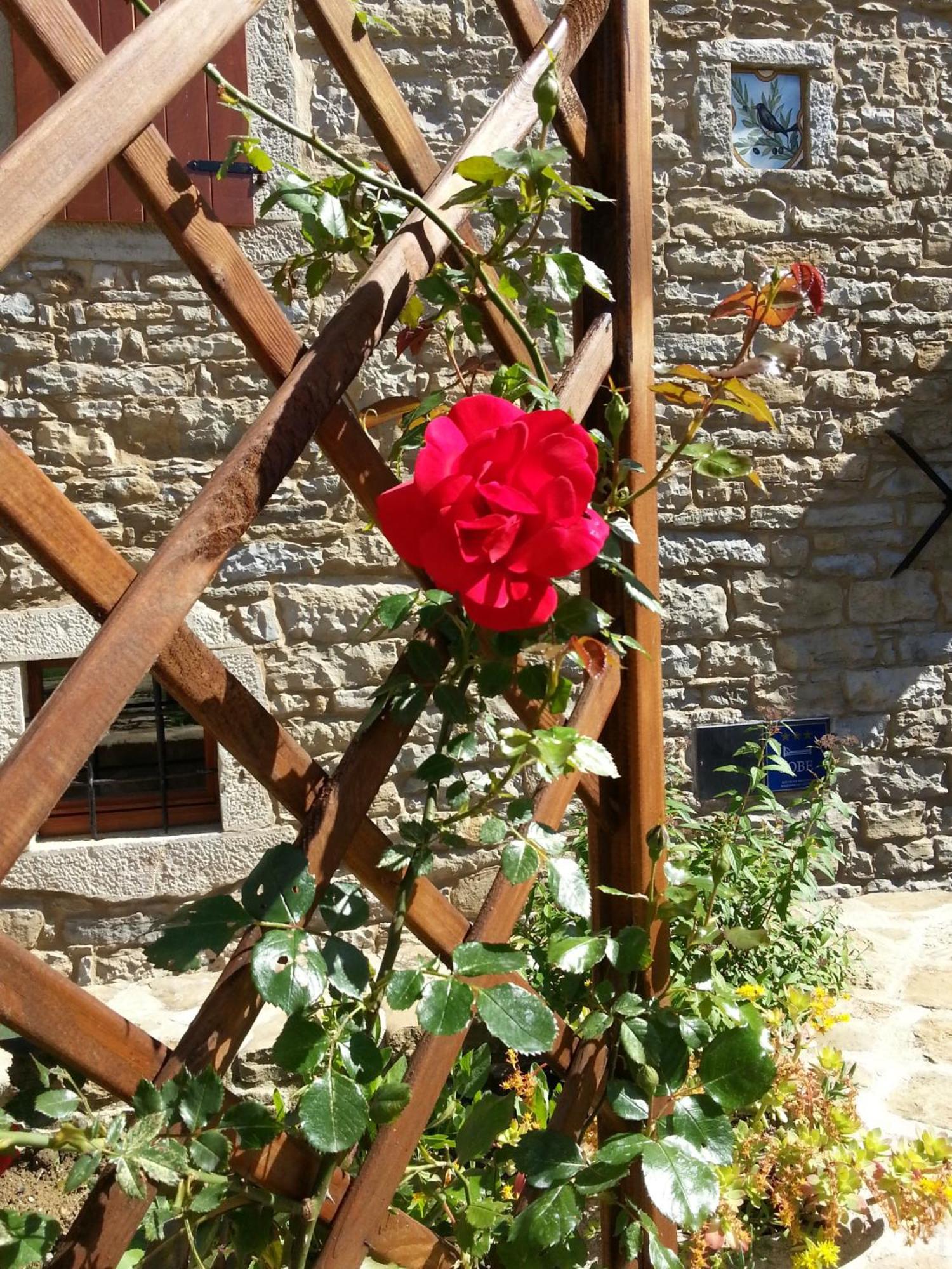 Al Merlo Olivo, Rural Istrian House Buje Buitenkant foto