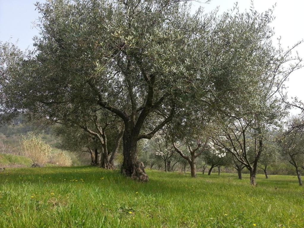 Al Merlo Olivo, Rural Istrian House Buje Buitenkant foto